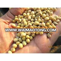 Quality Non GMO Soybeans Seeds