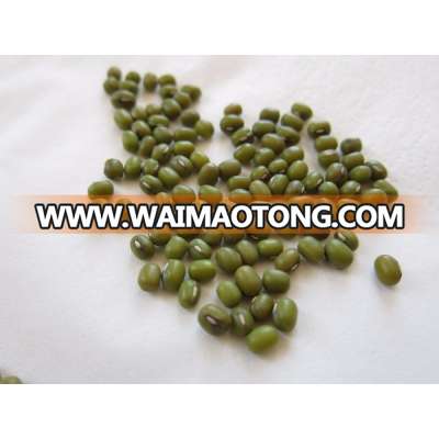 Dry bulk myanmar green mung bean