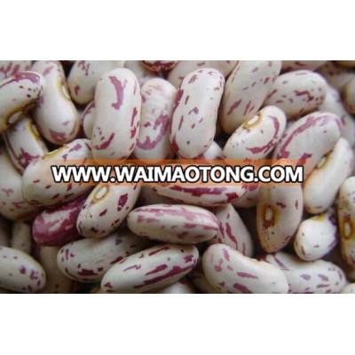 Long Shape Type Light Speckled Kidney Bean Kidney Bean Dried Light Speckled Kidney Bean