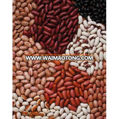 Black Beans, Haricot Beans, Kidney Beans, Mung Beans, Green Beans, Pinto Beans, Lima Beans