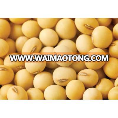 good Quality Organic Soybean Seed for Sale