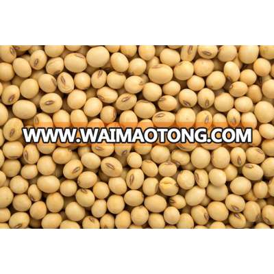 Quality Soybeans non-GMO