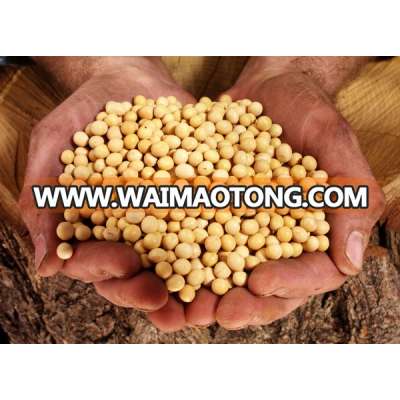 Soybean/Soya Bean, Soybean Seeds, Soya Bean Seeds( New Crop)