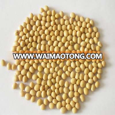 Quality Dried Soybean Seed