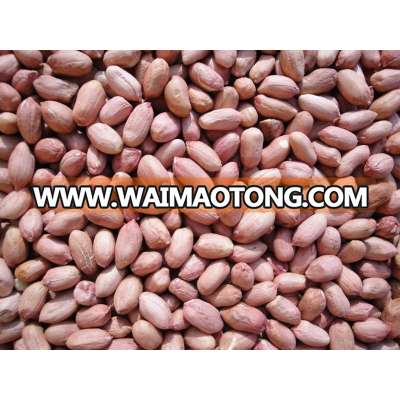 Groundnut Peanuts