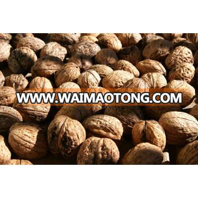 Walnut and Walnut Kernel