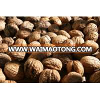 Walnut and Walnut Kernel