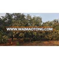 good taste more popular cheap natural walnut for salehigh quality cheap walnuts bulk walnuts in shell